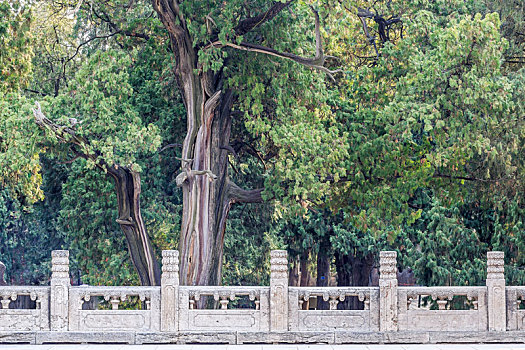 中国山东省泰安市岱庙里的千年古树