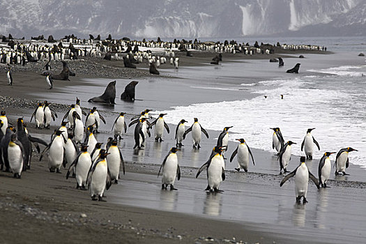 帝企鹅,毛皮,海豹,南乔治亚,南极