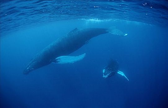 驼背鲸,大翅鲸属,鲸鱼,塔希提岛,法属玻利尼西亚,太平洋