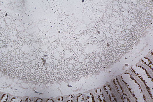 草菇,局部,显微镜