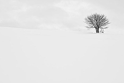 积雪,冬季风景,孤树,远景,美瑛