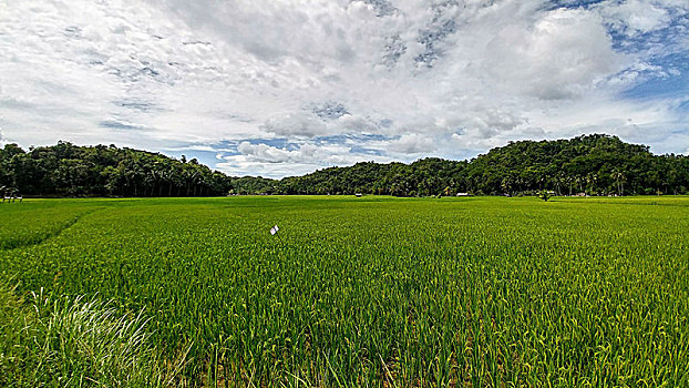 稻田,保和省,菲律宾