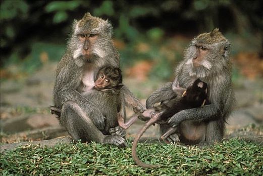 长尾,短尾猿,食蟹猴,母亲,幼兽,巴厘岛
