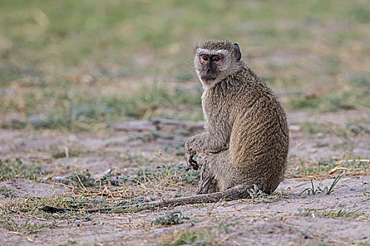 长尾黑颚猴,绿猴,纳米比亚