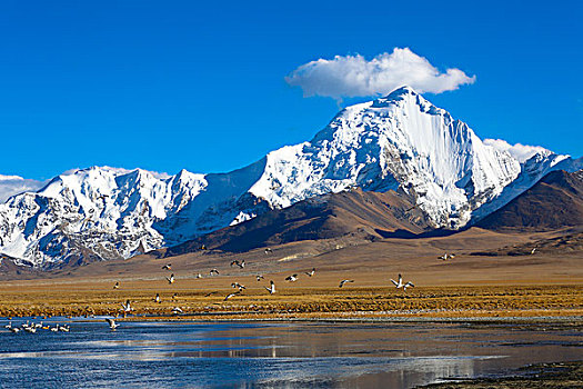 雪山和湿地