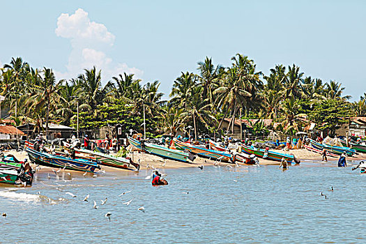 渔港,西部,省,印度洋,斯里兰卡,亚洲