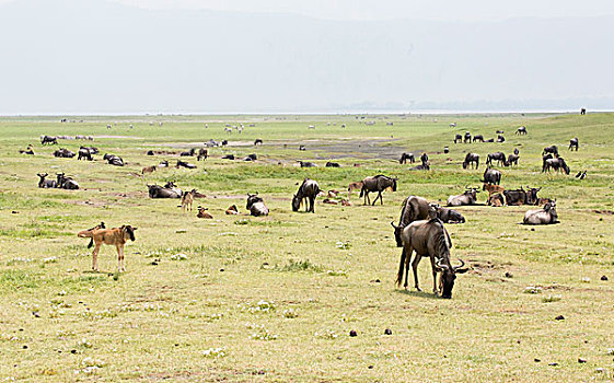 角马,家庭,新,幼兽,生育,恩戈罗恩戈罗火山口,恩戈罗恩戈罗,保护区,坦桑尼亚