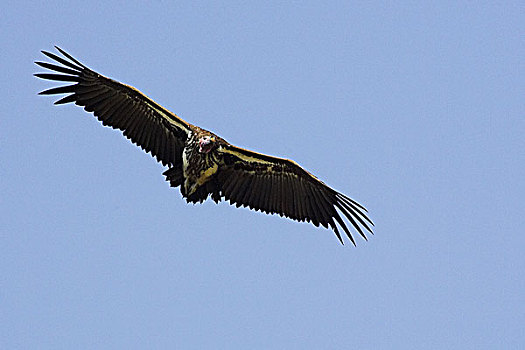秃鹰,肉垂秃鹫,飞行,马赛马拉,公园,肯尼亚