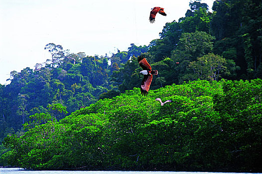 马来西亚兰卡威,langkawi,island,的标志---鹰