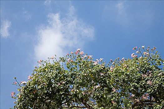 植物,天空