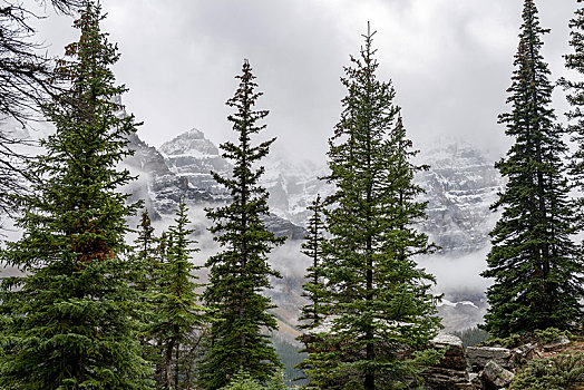 雪山,顶峰,雾,后面,针叶树,班芙国家公园,艾伯塔省,加拿大,北美