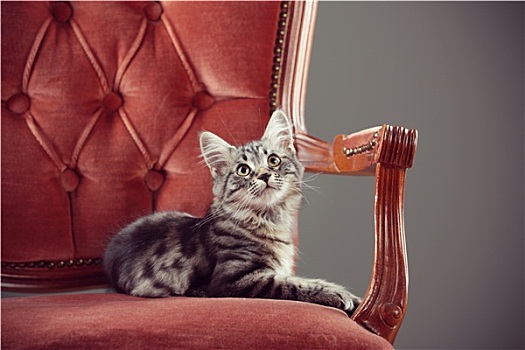 小猫,放松,巴洛克,扶手椅