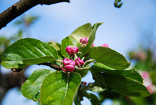 苹果花,芽