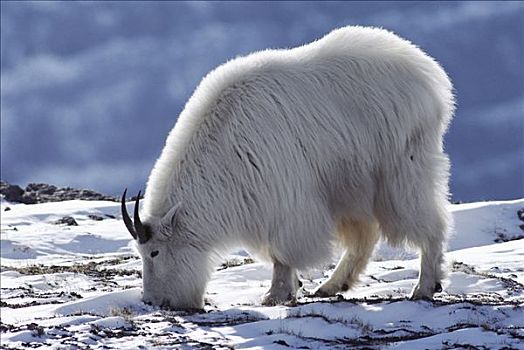 石山羊,雪羊,放牧,干燥,草,雪中,班芙国家公园,落基山脉,加拿大