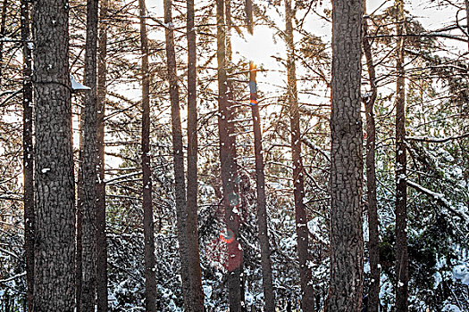 16年冬季初雪三门峡风景区树林日落