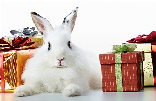 兔子,礼物