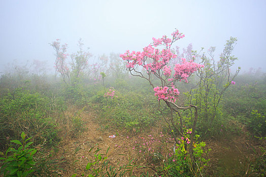 山,映山红,杜鹃,花,春天,春色,雾,朦胧,氤氲,树枝,柔美,梦幻