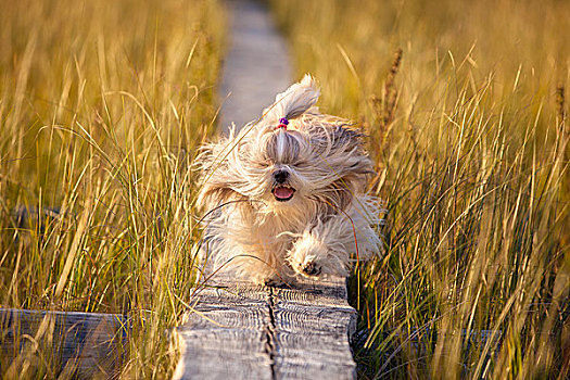 狗,跑,木质,小路,沼泽,高,草,黄色,落日余晖