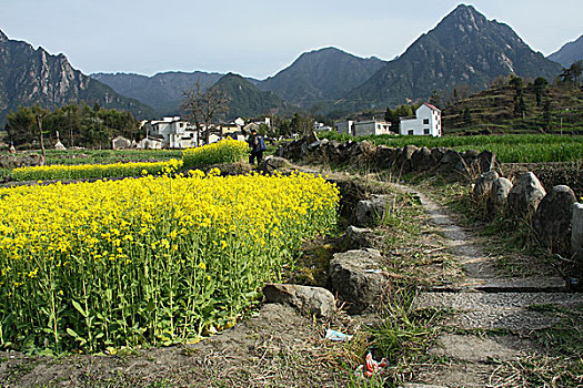 皖南油菜花风景