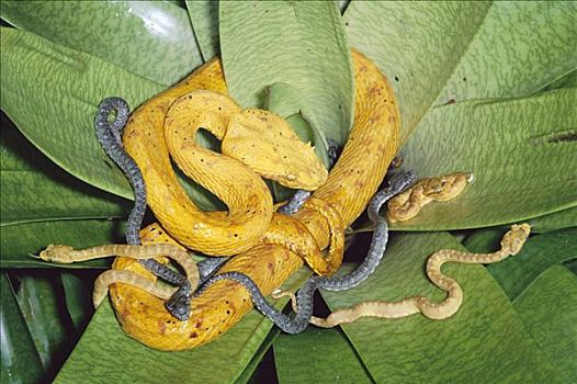 扁斑奎蛇,蝰蛇,黄金,雌性,新生,幼兽,记事本,绿色,幼仔,雨林,哥斯达黎加
