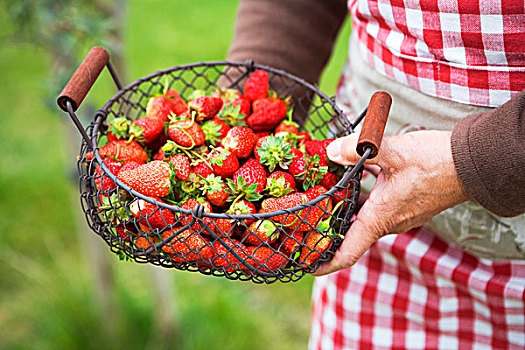 篮子,草莓