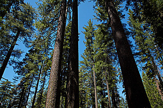 树,美洲杉,小树林,靠近,优胜美地国家公园,加利福尼亚,美国