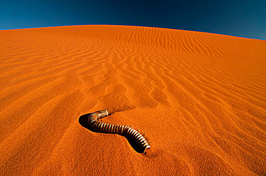 红色,沙丘,畜体,千足虫,卡拉哈迪大羚羊国家公园,卡拉哈里沙漠,北开普,南非,非洲