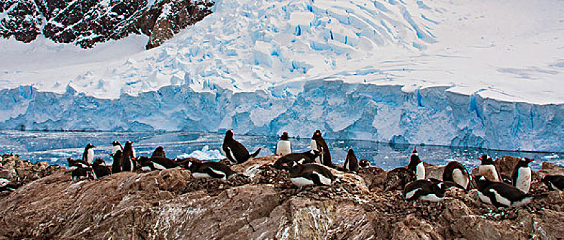 雷麦瑞海峡,南极,巴布亚企鹅,生物群,正面,冰河