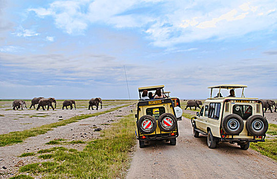 安伯塞利国家公园,肯尼亚,交通工具,旅游,靠近,大象,牧群,走,箱式货车,自然保护区,丛林