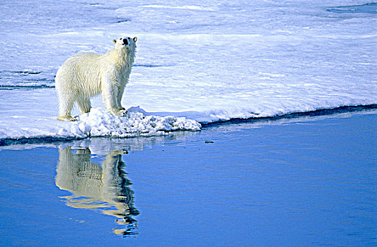 北极熊,猎捕,浮冰,斯瓦尔巴特群岛,挪威