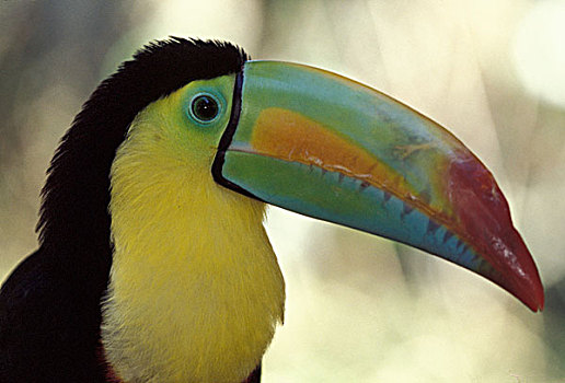 中美洲,哥斯达黎加,巨嘴鸟