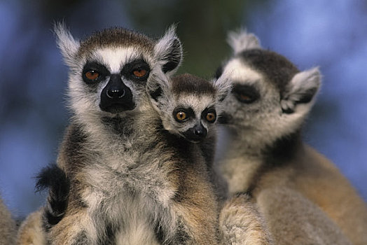 马达加斯加,住宿,节尾狐猴,幼仔