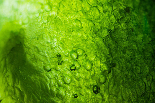 黄瓜,显微镜
