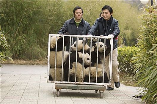 大熊猫,幼兽,移动,笼子,照料,操场,卧龙自然保护区,中国