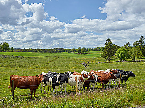 母牛,站立,栅栏,草场