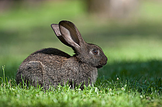 驯服,兔子,兔豚鼠属,波兰,欧洲