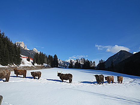 自然,场景,母牛,动物,冬天,雪,山景,背景