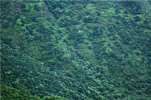 绿色植物,山