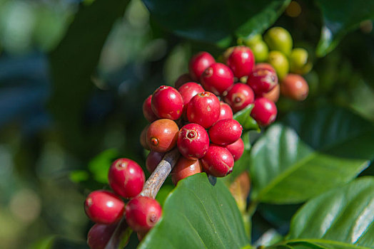 阿拉伯咖啡,树,咖啡种植园