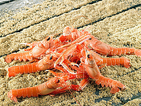 都柏林海湾虾,争斗,沙子