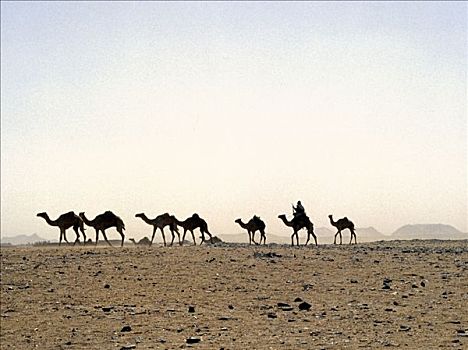 骑骆驼,骆驼,沙暴,东南部,边缘,北方,利比亚沙漠,形态,局部,撒哈拉沙漠
