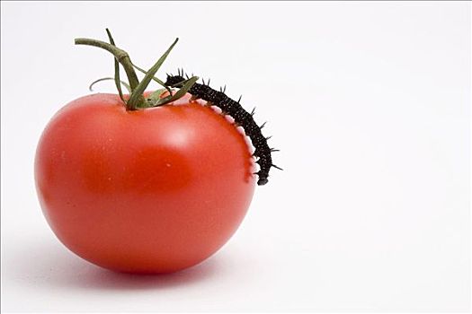 毛虫,走,西红柿,番茄