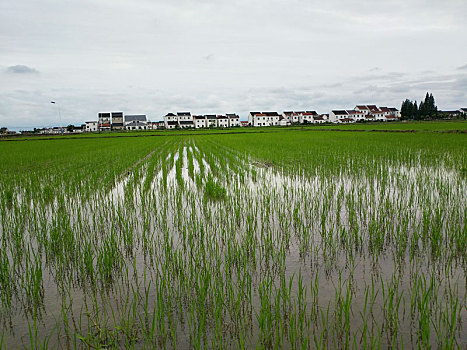 田园风光,乡村人家