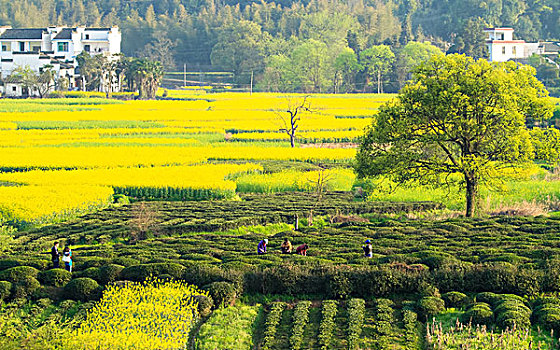 田园风光