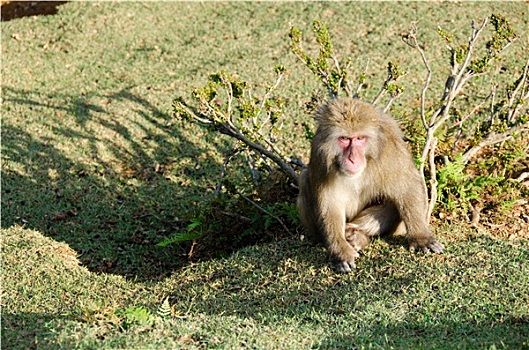 日本猕猴,坐,地面