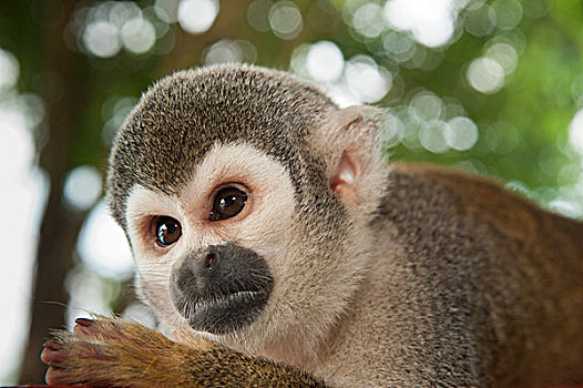 普通,松鼠猴,俘获,宠物,城镇,亚马逊雨林,厄瓜多尔,南美