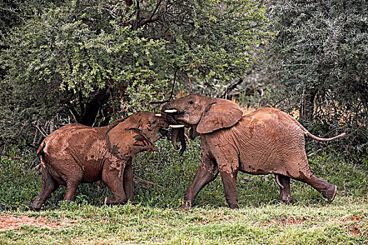 非洲象,玩,马赛马拉,公园,肯尼亚