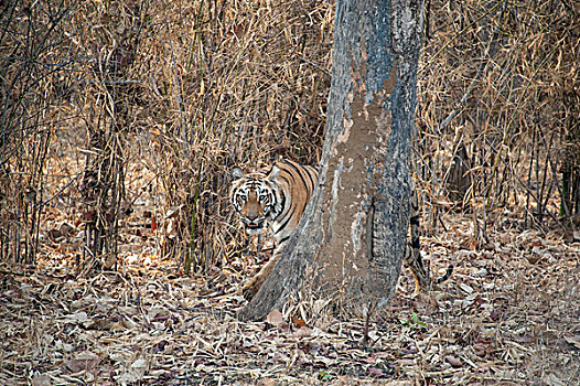 孟加拉虎,虎,保护色,树林,印度