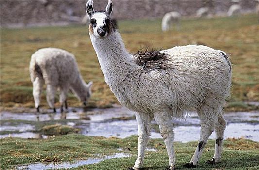 羊驼,哺乳动物,拉乌卡国家公园,智利,南美,动物