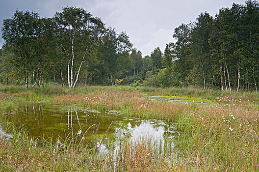 湿地,水塘,荷兰,欧洲